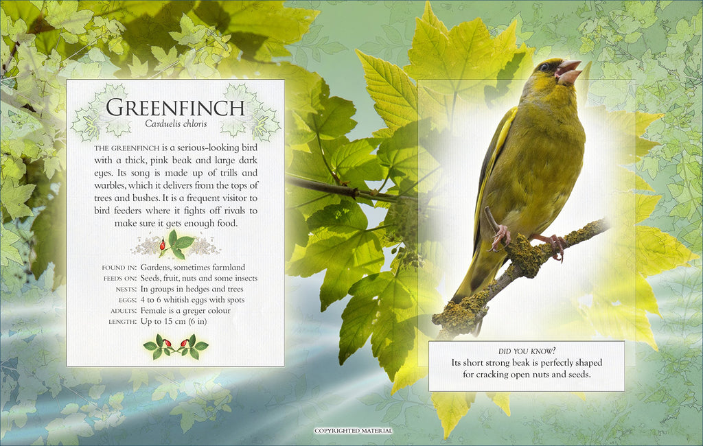 Little Book of Garden Bird Songs (Sound Book)