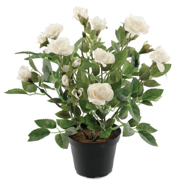 Rose In Pot White
