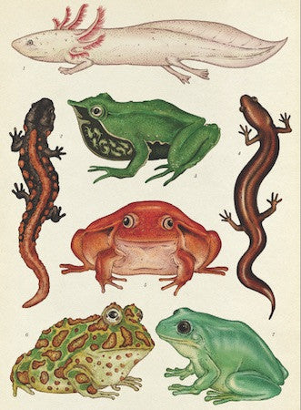 Animalium (Welcome To The Museum) by Jenny Broom