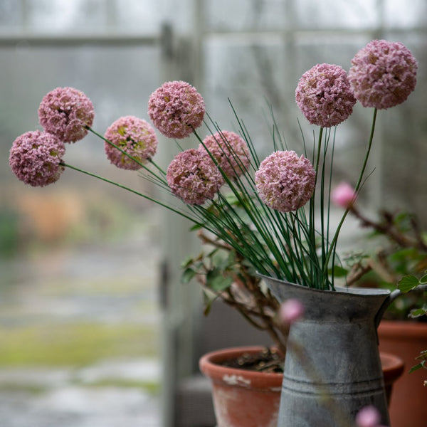 Allium Spray Light Pink