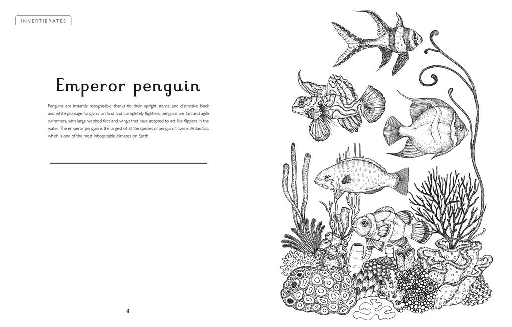 Animalium Colouring Book