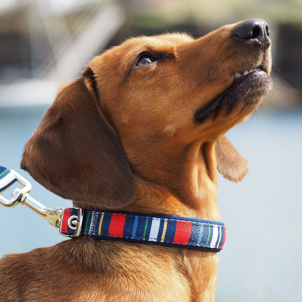 Large Stripy Dog Collar