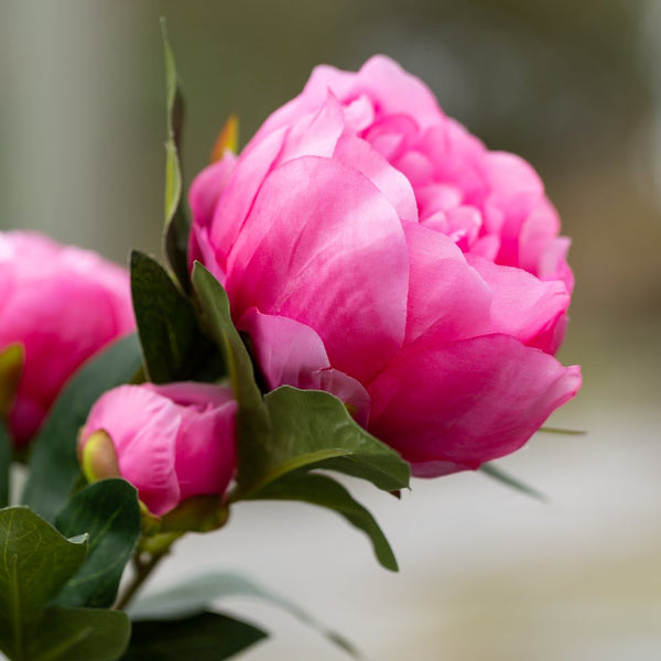 Peony Spray Pink