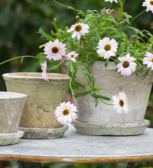 Antiqued Whitestone Cactus Pot