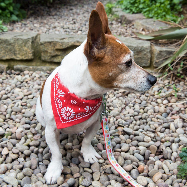 Small Red Paisley Dog Bandana