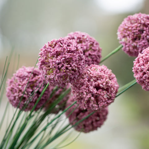 Allium Spray Dark Pink