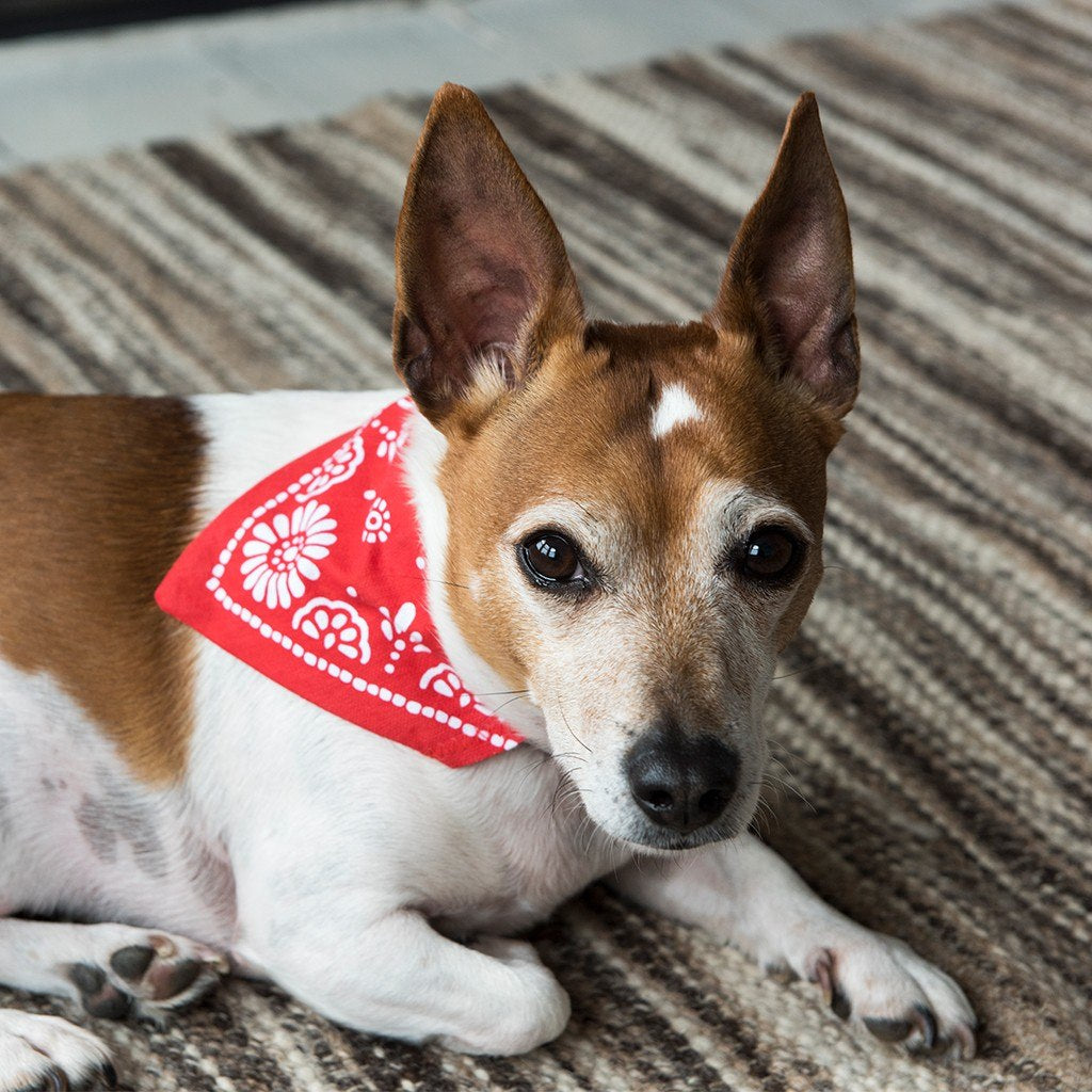 Small Red Paisley Dog Bandana