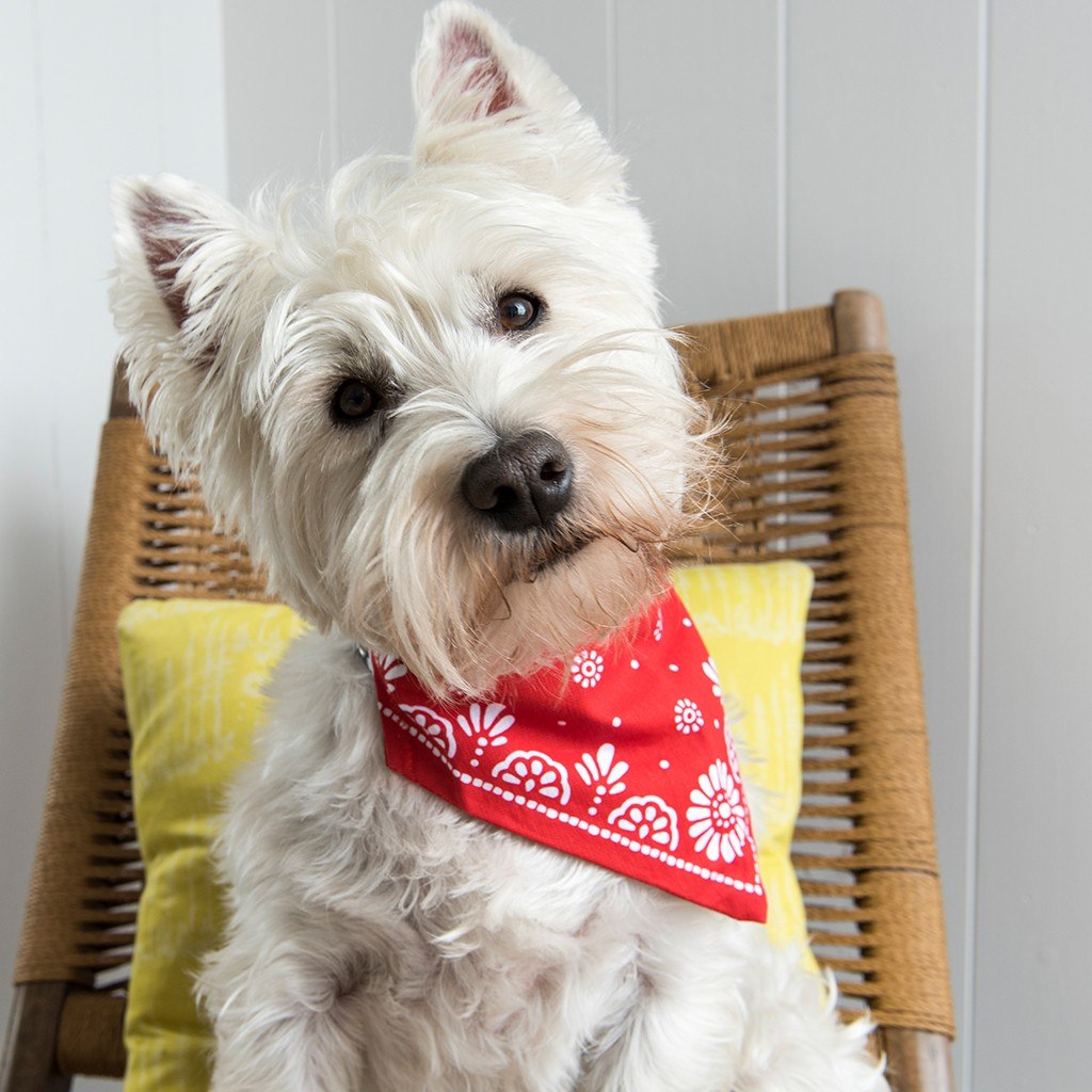 Large Red Paisley Dog Bandana