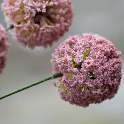 Allium Spray Light Pink