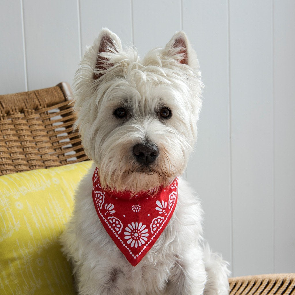 Large Red Paisley Dog Bandana