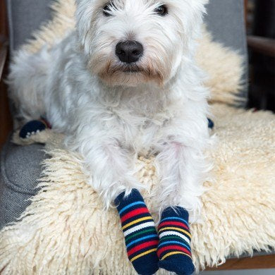 Small Stripy Dog Socks