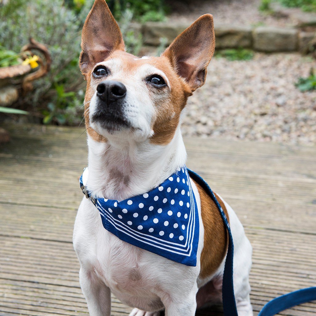 Blue sales bandana collar