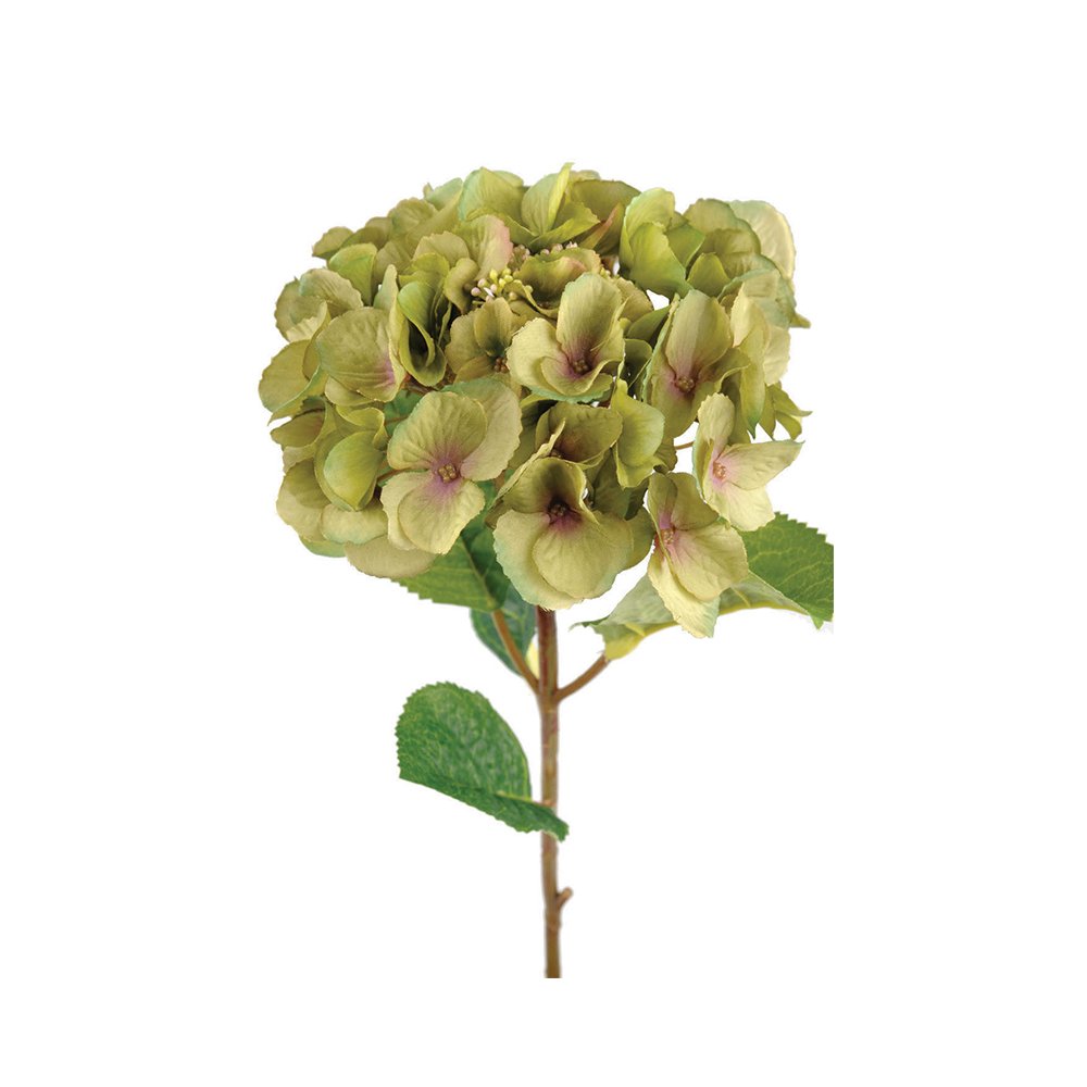 Hydrangea Green