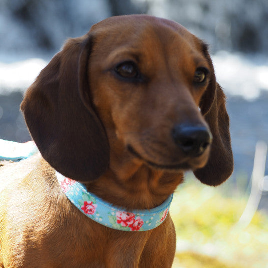 Medium English Rose Dog Collar