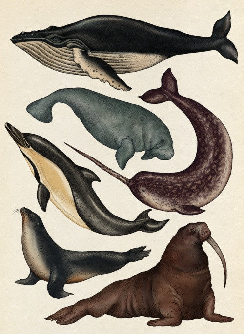 Animalium (Welcome To The Museum) by Jenny Broom