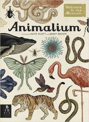 Animalium (Welcome To The Museum) by Jenny Broom