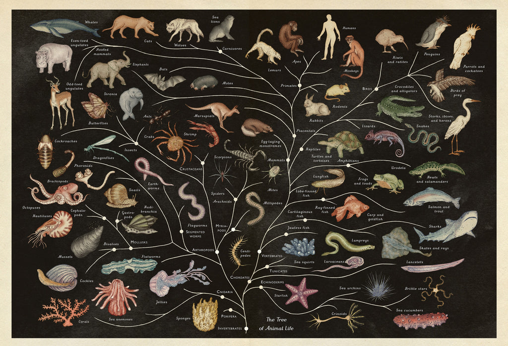 Animalium (Welcome To The Museum) by Jenny Broom