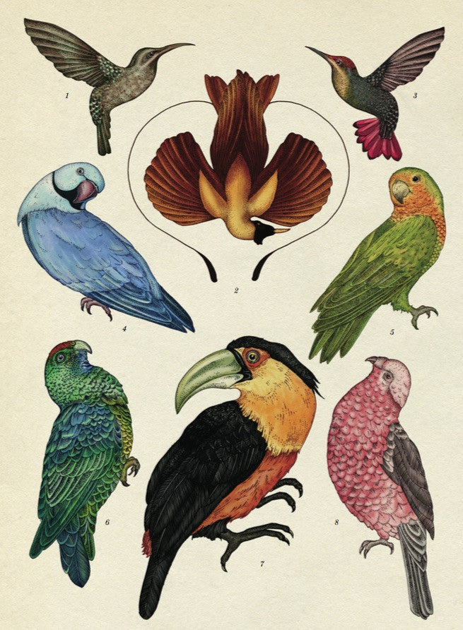 Animalium (Welcome To The Museum) by Jenny Broom