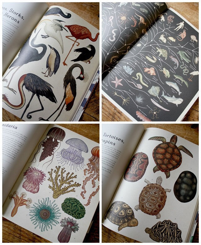 Animalium (Welcome To The Museum) by Jenny Broom