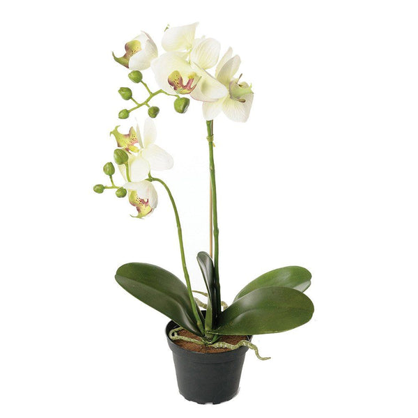 Orchid in Pot Off-White