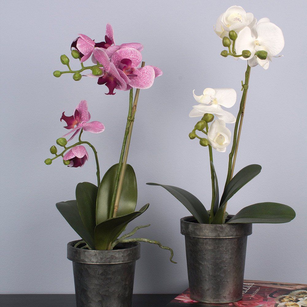 Orchid in Pot Off-White & Pink