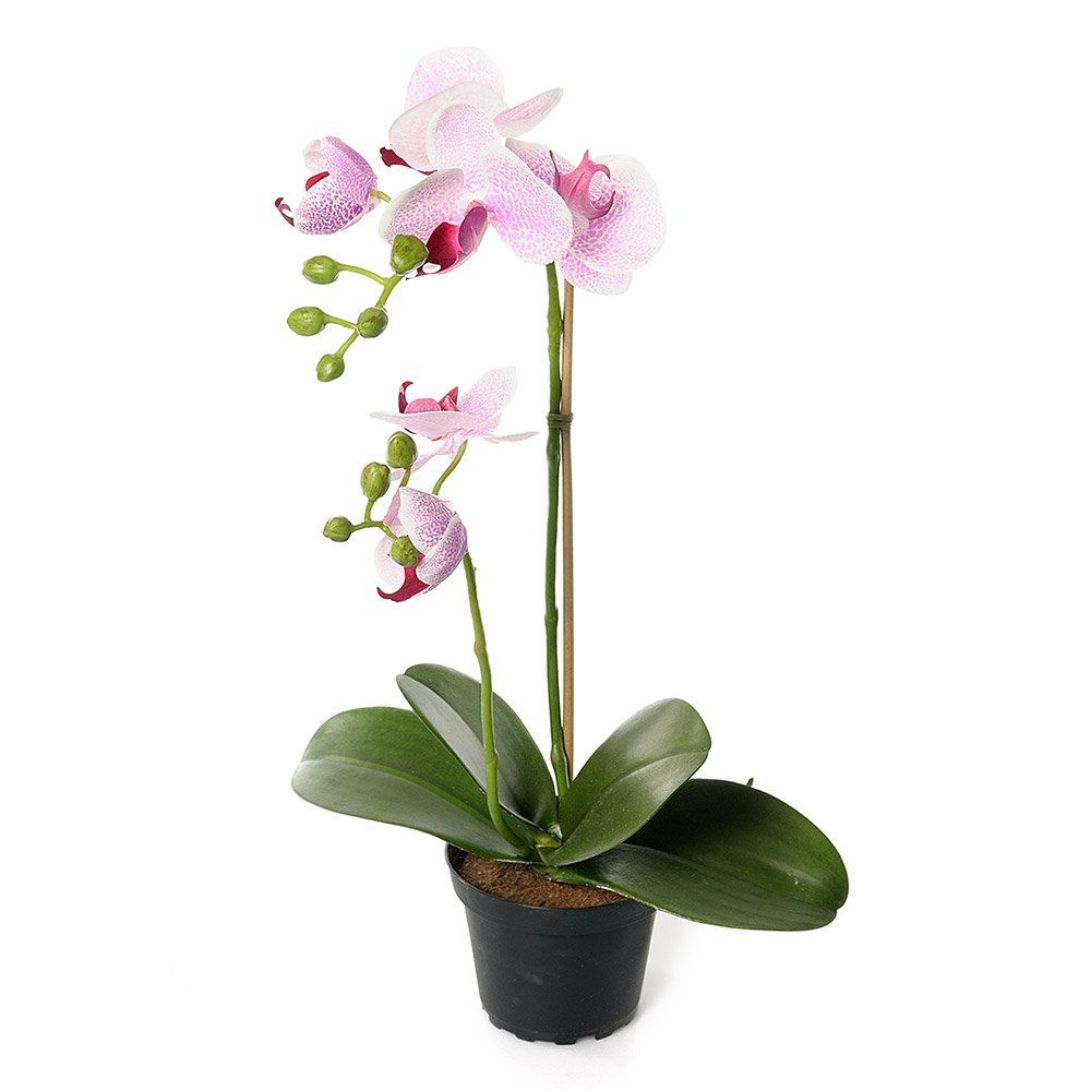 Orchid in Pot Pink