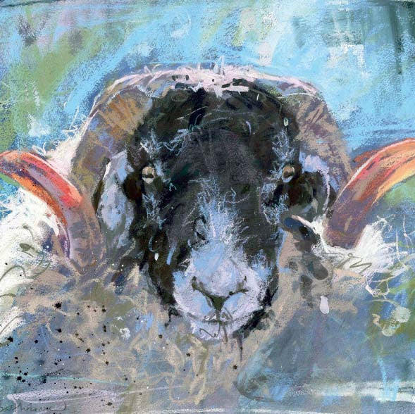 Swaledale Ram